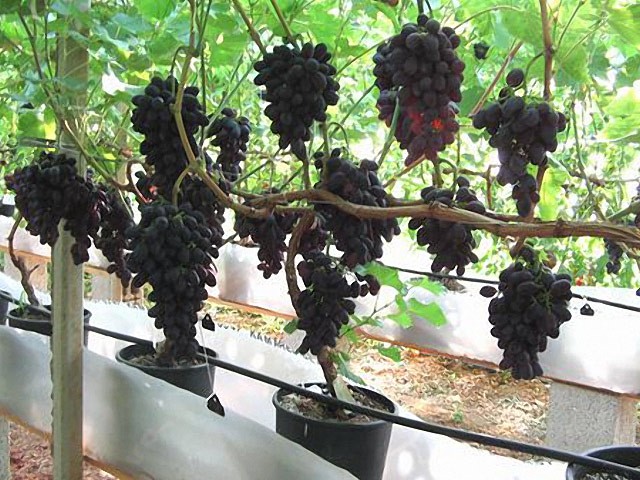 Grapes Kodryanka: variety description with photo