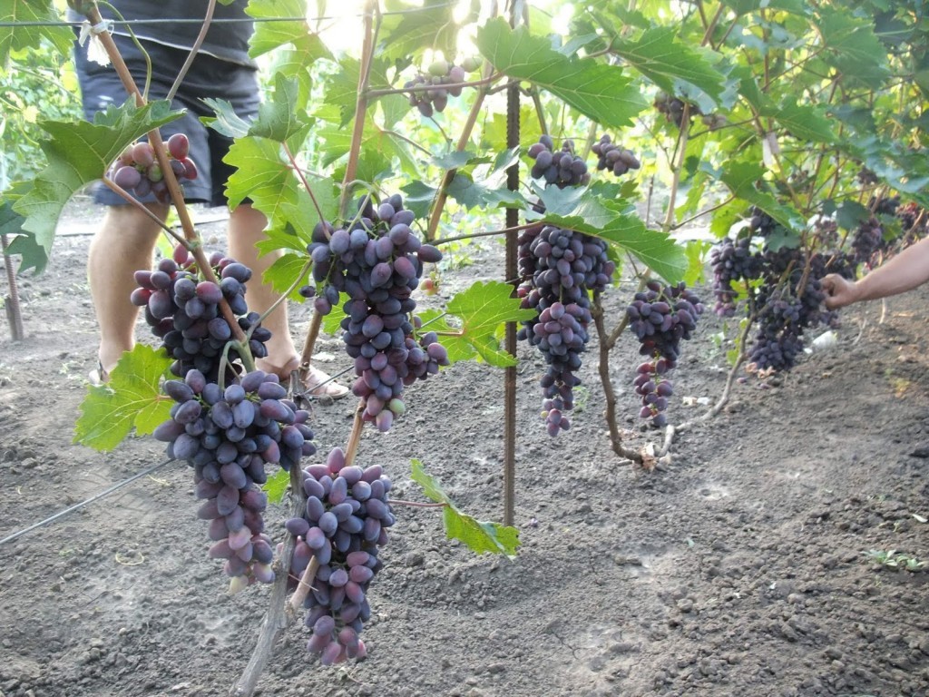 Grapes Kodryanka: variety description with photo