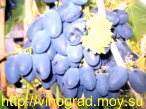 Grapes Kodryanka: variety description with photo