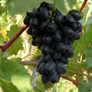 Grapes Kodryanka: variety description with photo