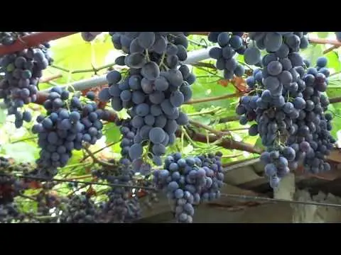 Grapes Kuban