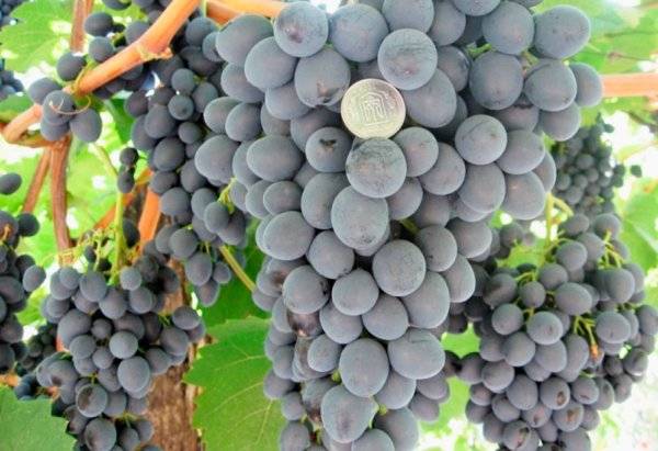 Grapes Kuban