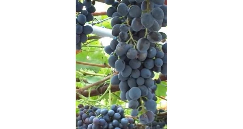 Grapes Kuban