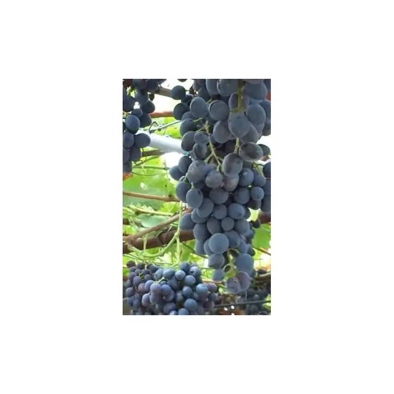 Grapes Kuban