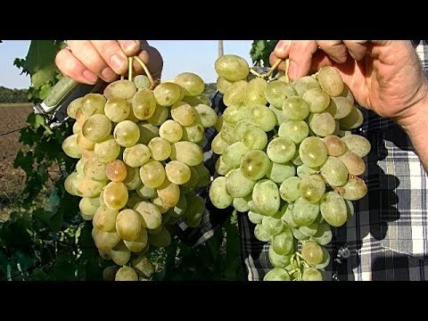 Grapes Lancelot