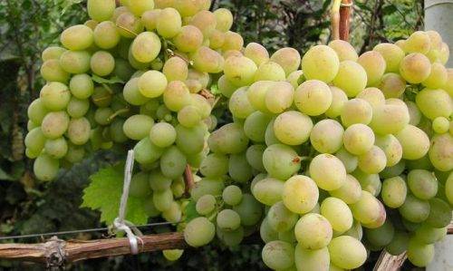 Grapes Lancelot