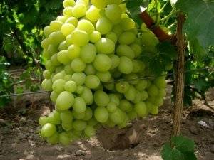 Grapes Lancelot