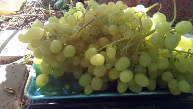 Grapes Laura