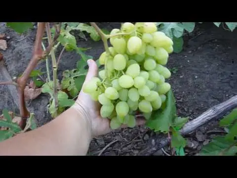 Grapes Long-awaited