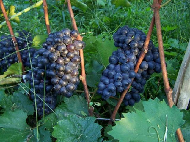 Grapes Miner