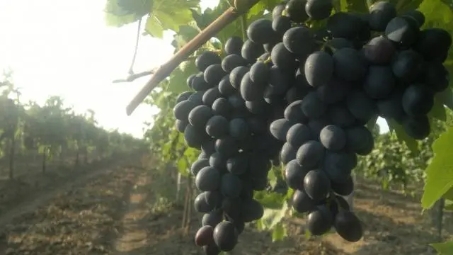 Grapes Moldova