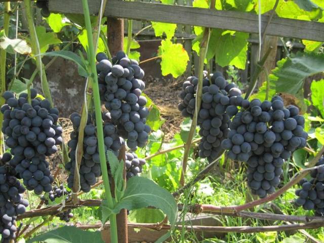 Grapes Moldova