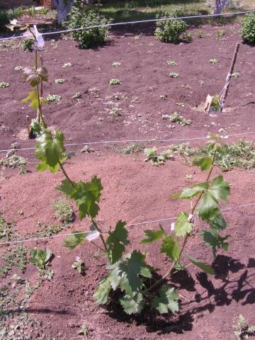 Grapes Moldova