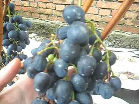 Grapes Moldova