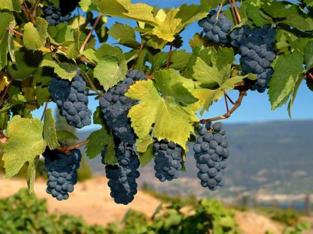 Grapes Moldova