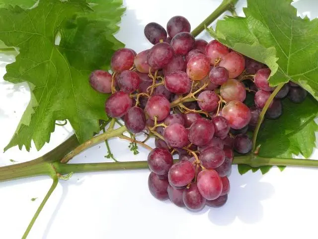 Grapes Motley