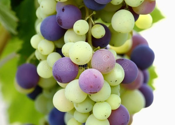 Grapes Motley