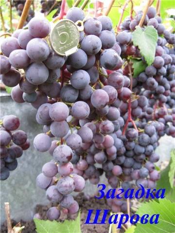 Grapes Mystery Sharov