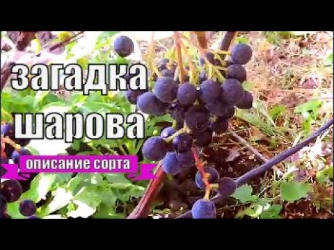 Grapes Mystery Sharov