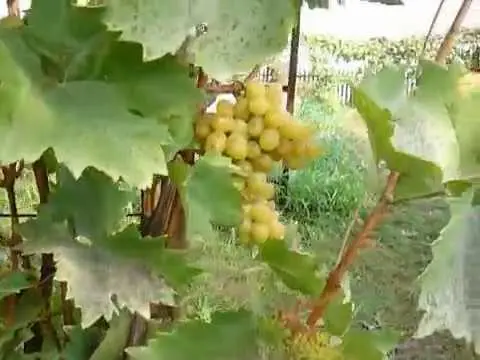 Grapes Nadezhda Aksayskaya