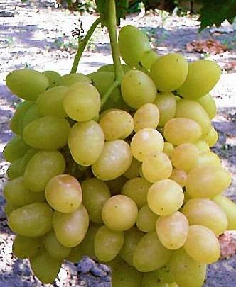 Grapes Nadezhda Aksayskaya