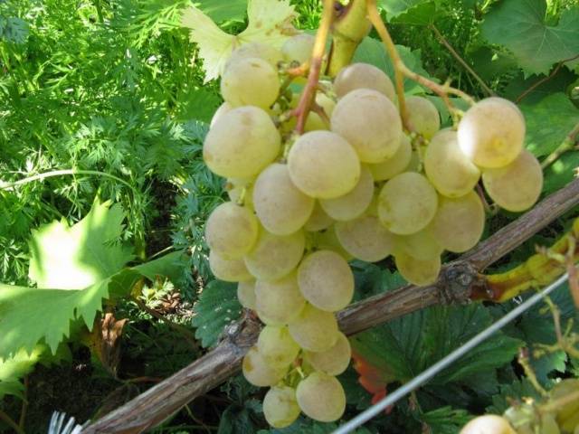 Grapes Nadezhda Aksayskaya