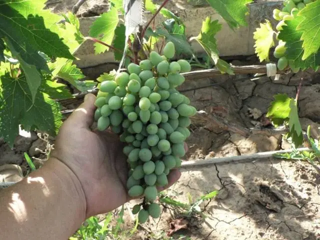 Grapes Nadezhda Aksayskaya