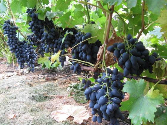 Grapes Nadezhda AZOS