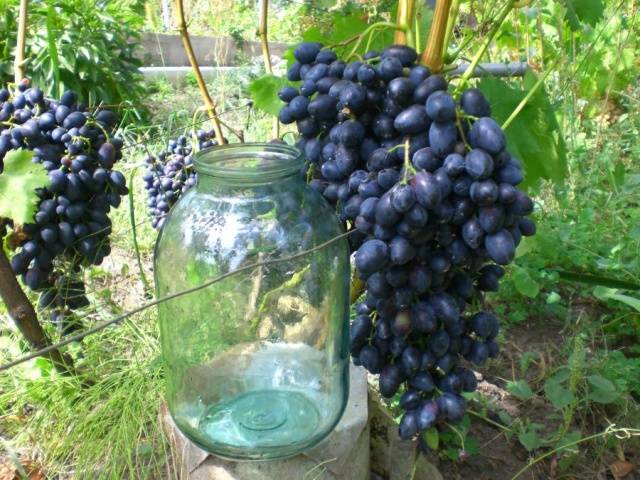 Grapes Nadezhda AZOS