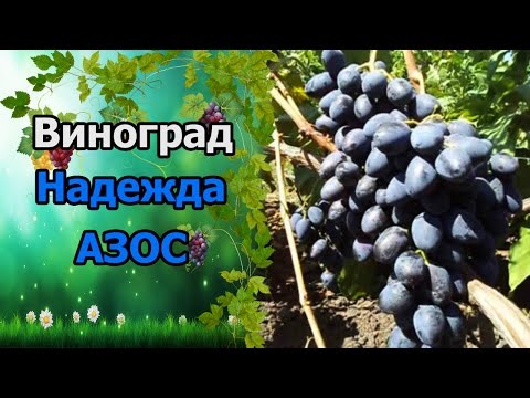 Grapes Nadezhda AZOS