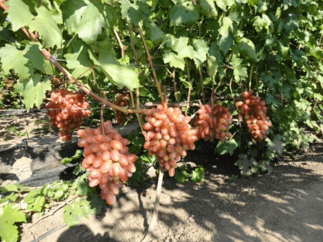 Grapes Nakhodka