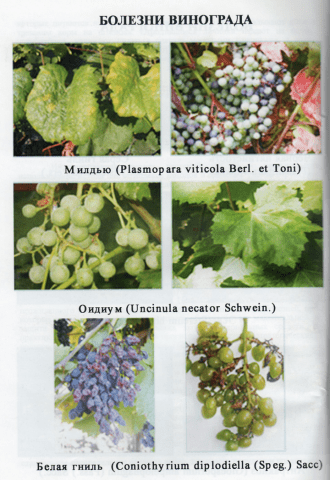 Grapes Nakhodka