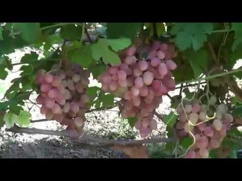 Grapes Nakhodka