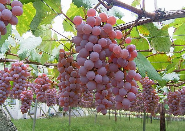 Grapes Nakhodka