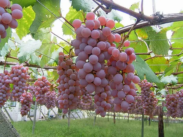 Grapes Nakhodka