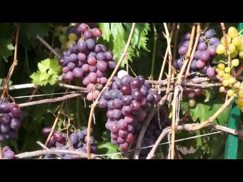 Grapes Nizina