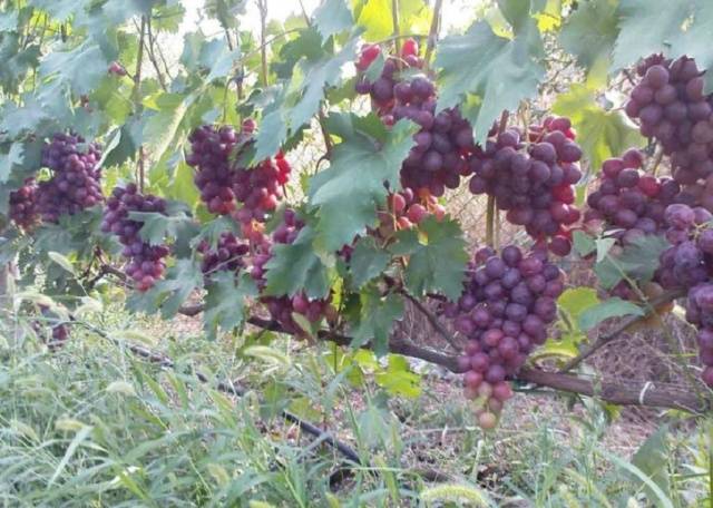 Grapes Nizina