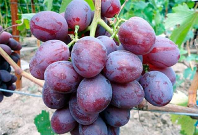 Grapes Nizina