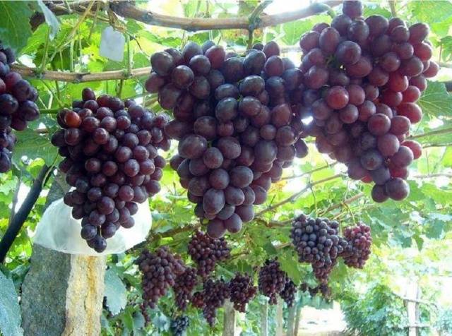 Grapes Nizina