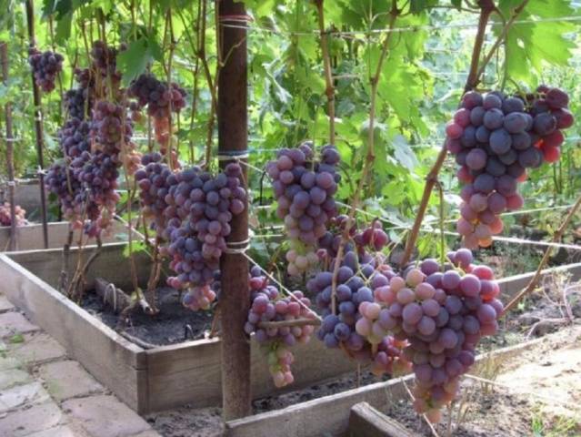 Grapes Nizina