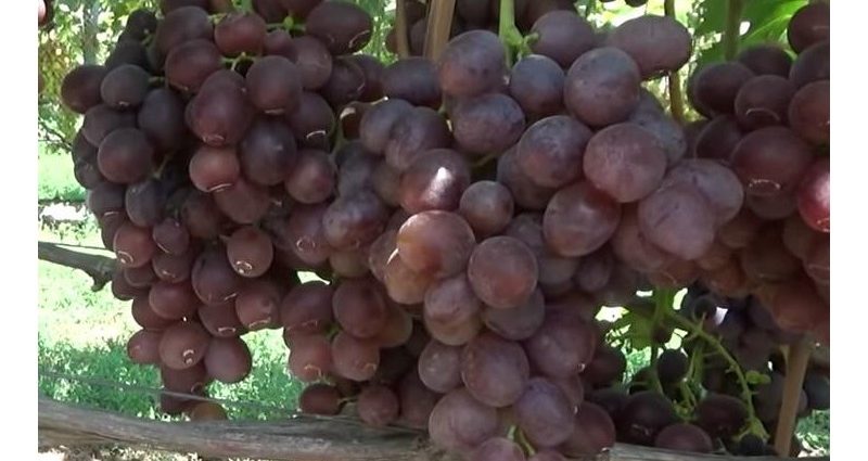 Grapes Nizina