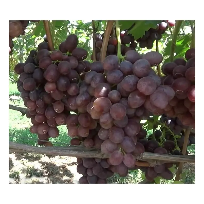 Grapes Nizina