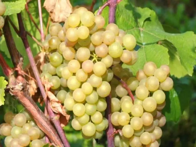 Grapes Platovsky