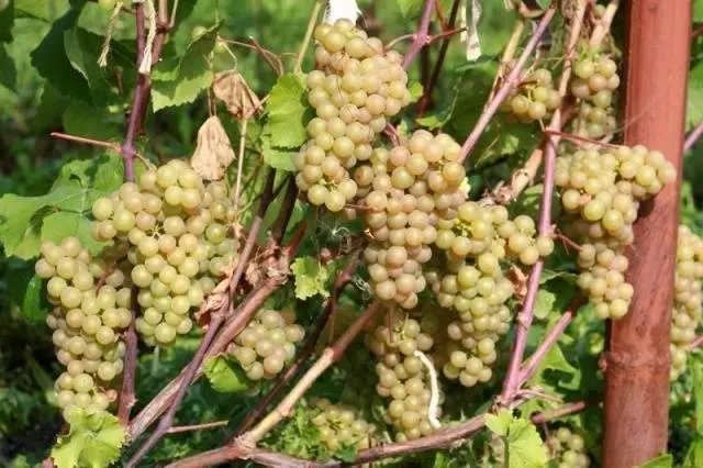 Grapes Platovsky