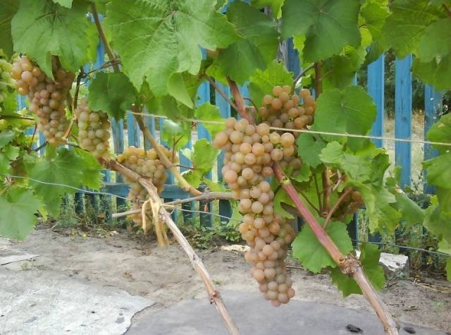 Grapes Platovsky