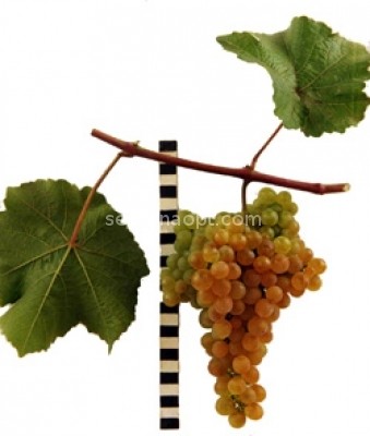 Grapes Platovsky