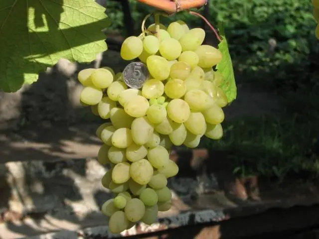 Grapes Pleven: nutmeg, resistant, Augustine