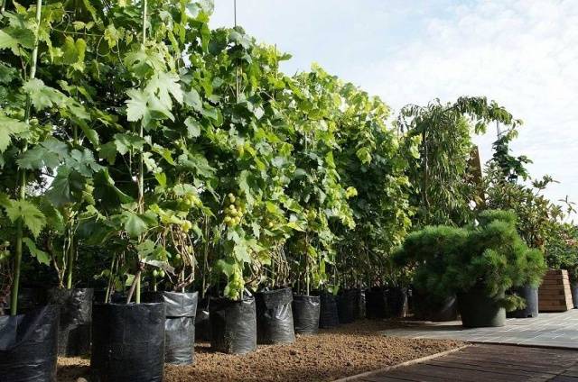 Grapes Pleven: nutmeg, resistant, Augustine