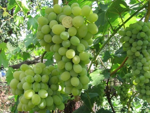 Grapes Pleven: nutmeg, resistant, Augustine