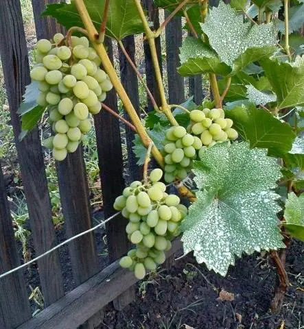 Grapes Pleven: nutmeg, resistant, Augustine